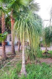 The premier provider of plant screening solutions, mature shade & flowering trees, and cold hardy home & garden landscapes. Nolina Recurvata Tree In Home Garden Stock Photo Picture And Royalty Free Image Image 135384528