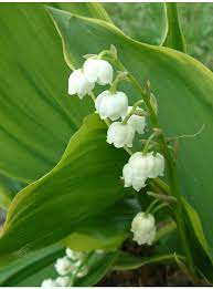 Convallaria Majalis Hardwick Hall The Beth Chatto Gardens Shade Plants Woodland Plants Lily Of The Valley