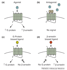 Therapeutic Potential Of B Arrestin And G Protein Biased Agonists Abstract Europe Pmc