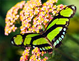 Kết quả hình ảnh cho bướm