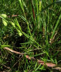 Image result for Polygala ohlendorfiana
