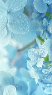 Pin By Bianca Engelbarts On Pattern Flower Iphone Wallpaper Blue Wallpaper Iphone Pink Flowers Wallpaper