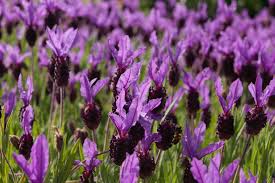 One of the few plants to be equally important in landscaping, cooking, herbal medicine, and in the cosmetic industry, lavender is a common choice for gardens and container planting. Lavender Poisoning In Cats Symptoms Causes Diagnosis Treatment Recovery Management Cost