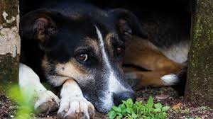 Σαράντηvideosπαγκόσμια ημέρα αδέσποτων | 4 απριλίου #msarantipsycenter |. 4 Aprilioy Pagkosmia Hmera Adespotwn Zwwn Gr News