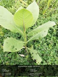 Image result for Laggera