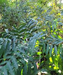 Image result for Sapindus saponaria