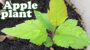 For aphids, use water, neem oil, or ladybugs. How To Grow An Apple Tree From Seeds 2of2 Planting Apple Fruit Trees Growing Fruits Gardenersland Youtube