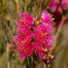 Image result for Melaleuca