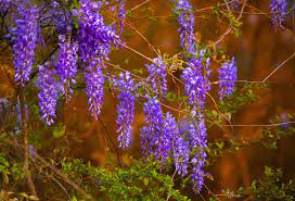 Purple flowering trees to add color to your landscape. Best Shrubs With Purple Flowers