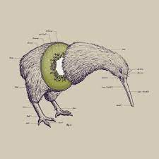 Kiwi Anatomy Anatomy Art Art Illustration Art