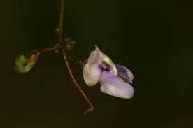 Image result for Decorsea schlechteri