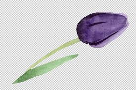 © copyright tulip flowers qatar. Black Tulips Png Watercolor Flower Set By Mystocks Thehungryjpeg Com