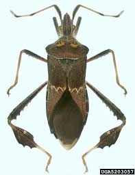 Image result for Lepidagathis eriocephala