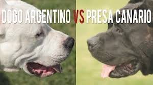Donna is loving and loyal. Dogo Argentino Vs Presa Canarrio Two Big Catch Dogs Youtube