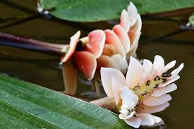 Image result for Aponogeton desertorum