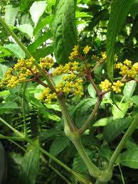 Image result for Leea guineensis
