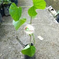 Check spelling or type a new query. Jual Bibit Tanaman Daun Brotowali Pohon Antawali Tanaman Herbal Di Lapak Mitraplant Bukalapak