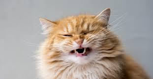 Weird Behaviors Why Do Cats Open Their Mouths After Smelling Something Brooke Arnold By Brooke Arnold Posted On Apr 23 202 In 2020 Cats Ginger Cats Cat Urine
