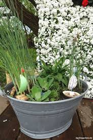 Miniteichpflanze Attraktiv Fur Balkon Terrasse Kleine Garten Miniteich Zinkwanne Bepflanzen Kleine Wassergarten