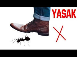 Allah Tarafindan Yilan Ve Tavus Kusu Neden Cennetten Kovuldu Sok Olacaksiniz Youtube