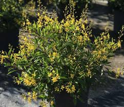 Image result for Psychotria vogeliana