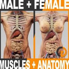 Use the model select icon above the anatomy slider on the left to load different models. Male Female Skeleton Stlfinder