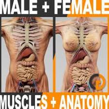 Gross anatomy involves study related to anatomical structures that can be seen with unaided eyes while microscopic anatomy is the study of minute anatomical structures, histology, and cytology. Male Female Skeleton Stlfinder