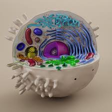 Cell Animal 3d Model Animal Cells Model 3d Animal Cell Model Animal Cell