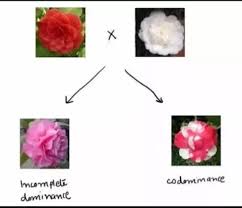 Alleles aren't always fully dominant or recessive to one another, but may instead display codominance or incomplete dominance. What Is Incomplete Dominance And Codominance In Genetics Quora