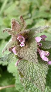 Image result for Lamiaceae