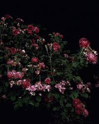 Week Three The Rose Garden Sarah Jones Sarah Jones Was Born In 1959 In London Uk She Wasn T Too Well Kno Birthday Month Flowers Month Flowers Nature Girl