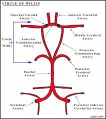 Structure of the circle of willis. What Is The Circle Of Willis And It S Importance Quora