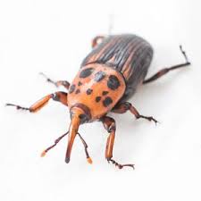 Maybe you would like to learn more about one of these? Common Florida Insects Pests Well S Termite Pest Control