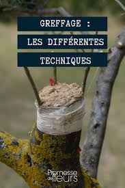 Greffer Les Arbres Les Differentes Techniques Et Nos Explications Pour Les Reussir