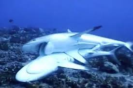 To other types of rainbow shark indifferent. Shark Sex Is Fifty Shades Of Rough Video Reproduction Earth Touch News