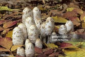 Image result for Coprinus sp.