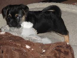Black And Tan Puggle Puppies For Sale Black Tan Puggle Cute Animals Puggle Pets