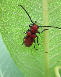 Up Close And Personal With A Milkweed Beetle At Ballardnaturecenter Visiteffinghamil Enjoyillinois Nature Naturelover Nature Center Nature Beautiful Views
