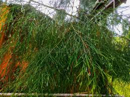 Image result for Casuarina junghuhniana