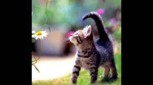 Read or print original pink fluffy dinosaurs lyrics 2021 updated! Hooverphonic Pink Fluffy Dinosaurs Cats Tribute Youtube