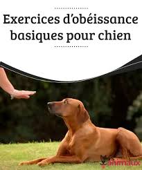 Exercices D Obeissance Basiques Pour Chien My Animals Exercices Pour Chien Astuces D Education Canine Chien