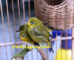 Cara Memilih Burung Pleci Ala Kabul Kotagede Om Kicau