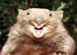 Image result for Northern hairy-nosed wombat