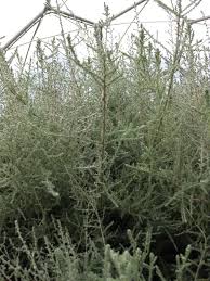 Image result for Stoebe