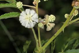 Image result for Acacia schweinfurthii