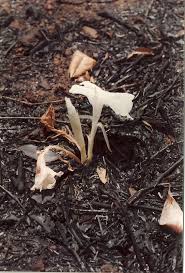 Image result for Siphonochilus rhodesicus