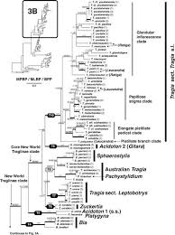 Image result for Erythrococca polyandra