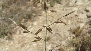 Image result for Eragrostis minor