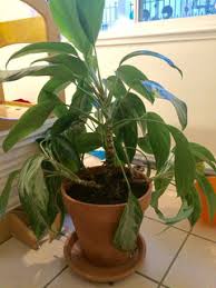 Most propagation of aglaonema is done with cuttings and by dividing the basal shoots. Leggy Too Tall Chinese Evergreen