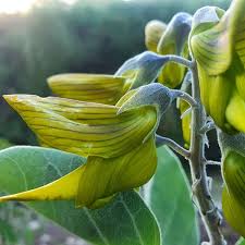 Image result for Crotalaria filicaulis